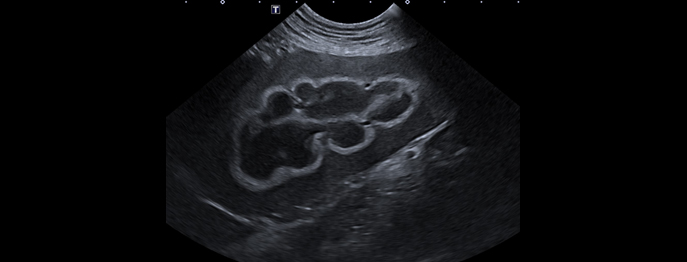 https://www.vetinare.de/media/e4/77/g0/1770035601/POCUS Abdomen.jpg